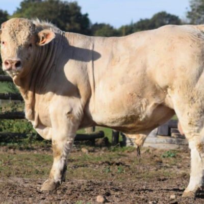 GAEC LE BOIS GUILLAUME