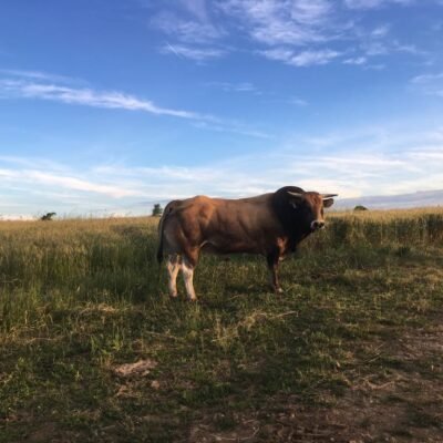 GAEC MAISON GUILLEMET