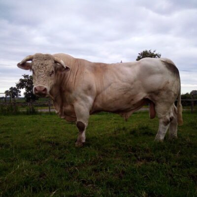 GAEC béliot parents et fils