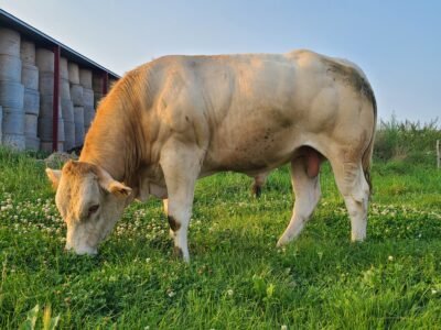 Taureaux reproducteurs