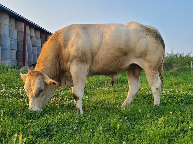 Taureaux reproducteurs