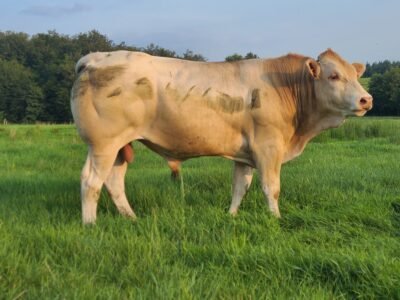 Taureaux reproducteurs