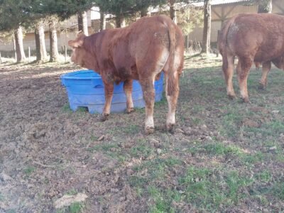 jeunes reproducteur Polled Limousin