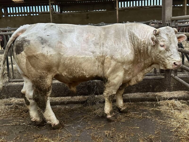 Taureau charolais