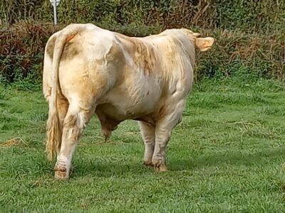 taureau à génisses