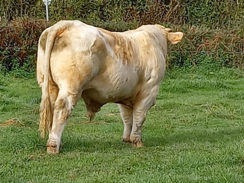 taureau à génisses