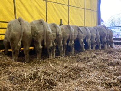 Veaux reproducteurs 15 mois