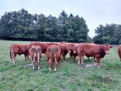 Taureaux reproducteurs