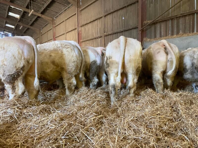 Veaux reproducteurs 15 mois