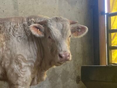 Veaux reproducteurs 15 mois