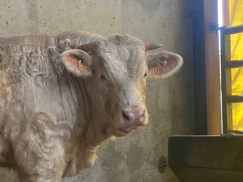 Veaux reproducteurs 15 mois