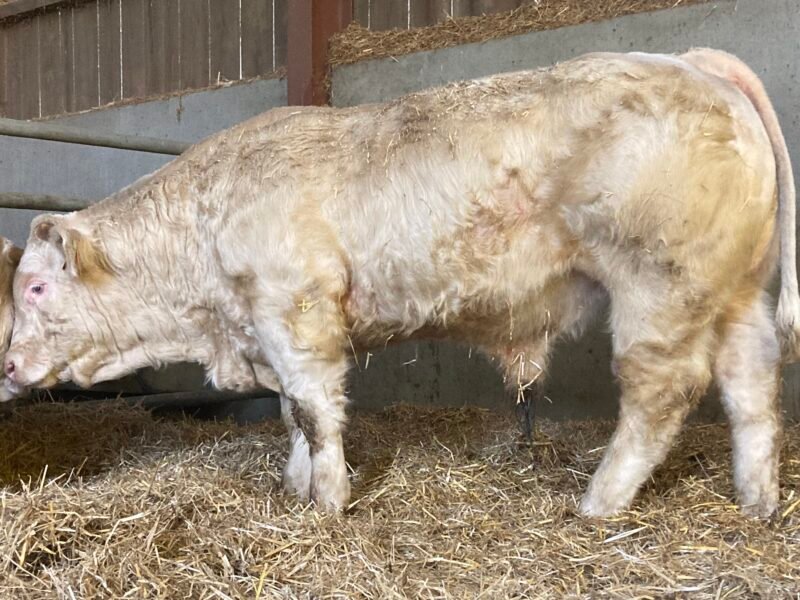 Veaux reproducteurs 15 mois