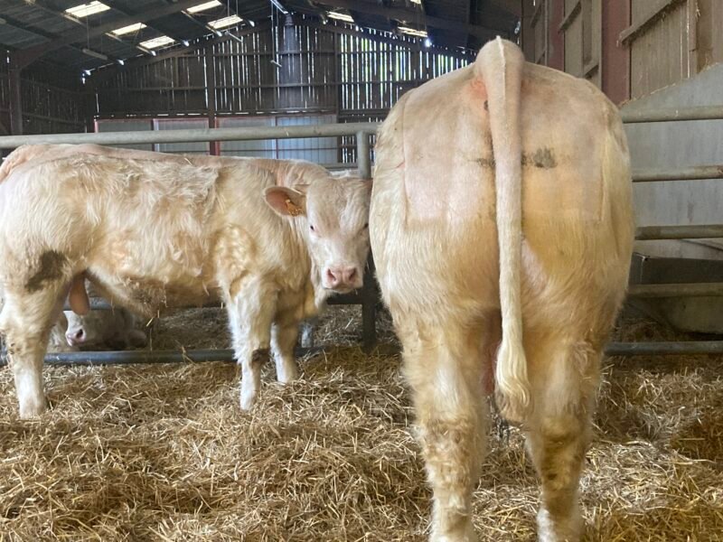 Veaux reproducteurs 15 mois