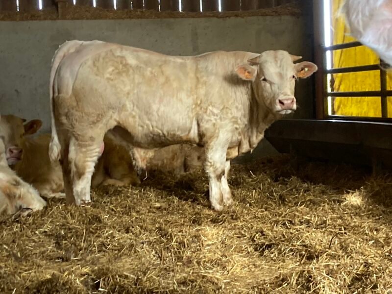Veaux reproducteurs 15 mois