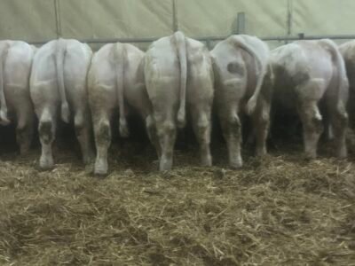 Veaux reproducteurs 15 mois