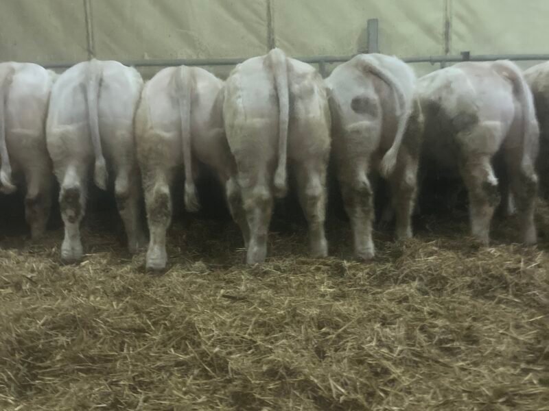 Veaux reproducteurs 15 mois