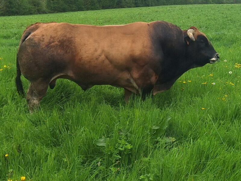 Taureau parthenais 7 ans