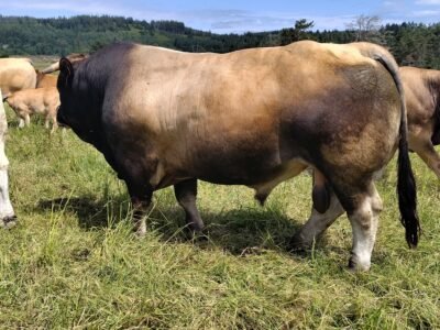 Veaux Aubrac