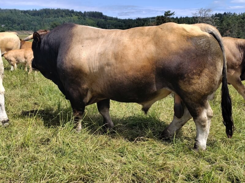 Veaux Aubrac