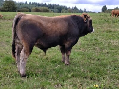 Veaux Aubrac
