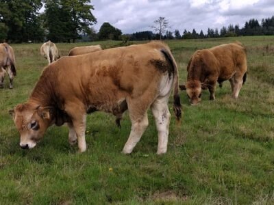 Veaux Aubrac