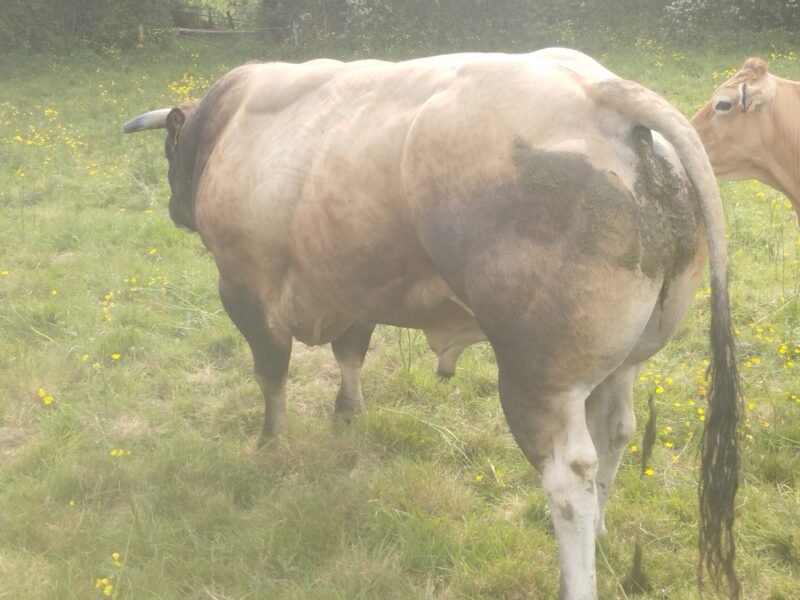 Taureau parthenais 6ans