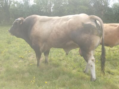 Taureau parthenais 6ans