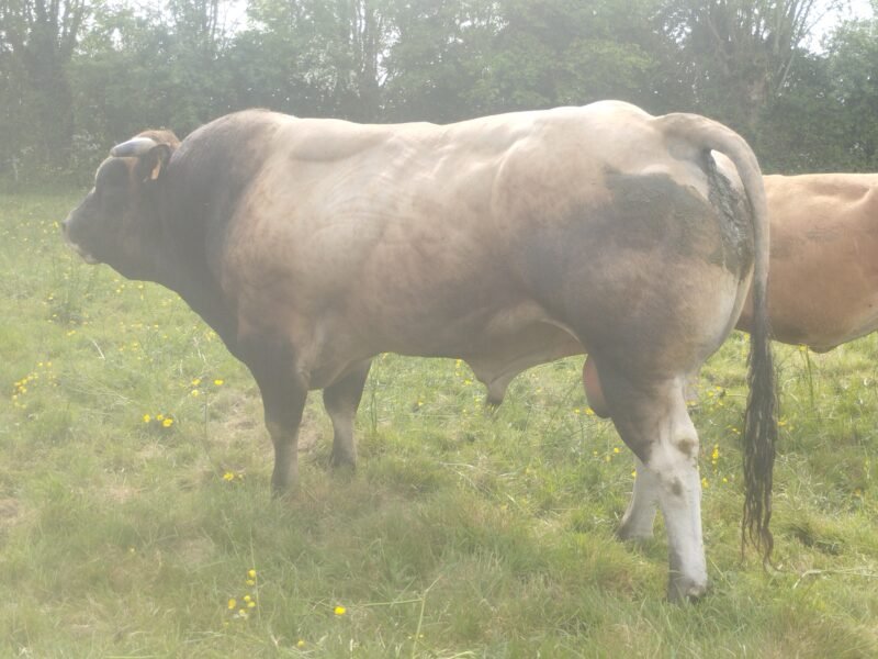 Taureau parthenais 6ans