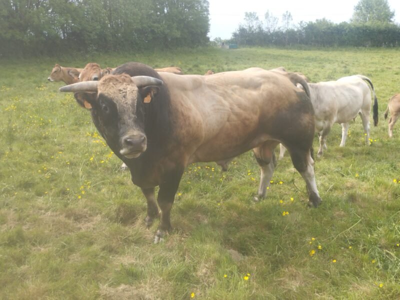 Taureau parthenais 6ans