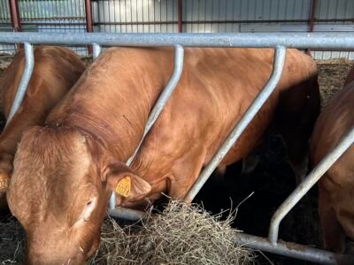 Taureaux de 20 à 30 mois + 1 taureau de 7 ans