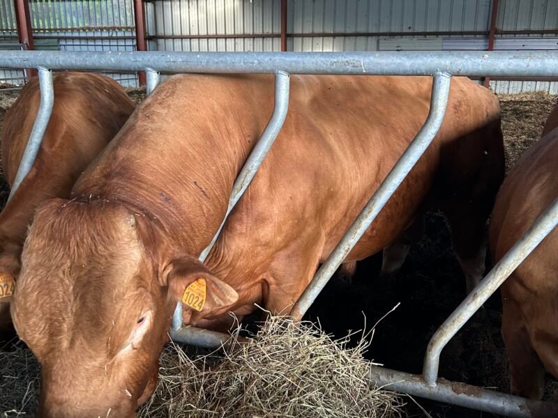 Taureaux de 20 à 30 mois + 1 taureau de 7 ans