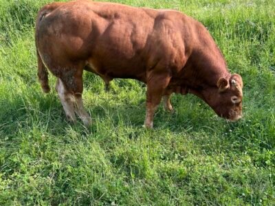 Taureaux de 20 à 30 mois + 1 taureau de 7 ans