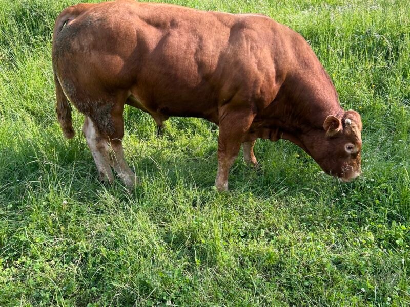 Taureaux de 20 à 30 mois + 1 taureau de 7 ans