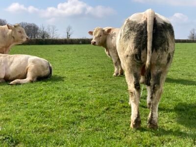 Jeune taureau charolais HBC