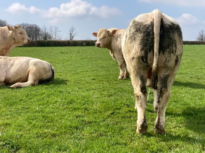 Jeune taureau charolais HBC