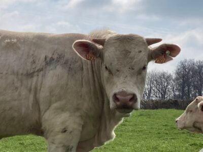 Jeune taureau charolais HBC