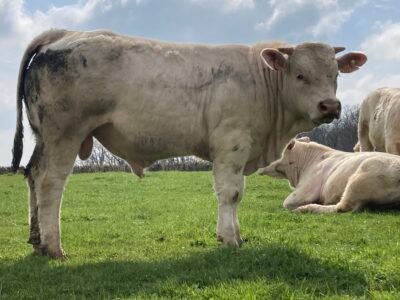 Jeune taureau charolais HBC