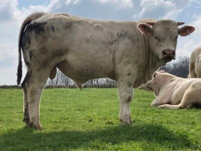 Jeune taureau charolais HBC