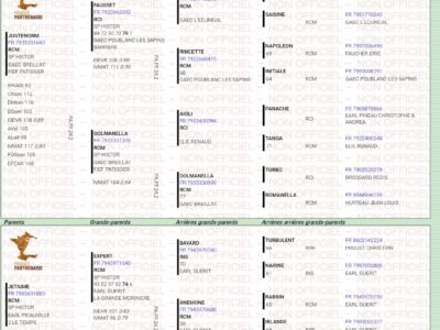 Taureau parthenais 6ans