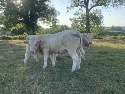 Veaux reproducteur HBC