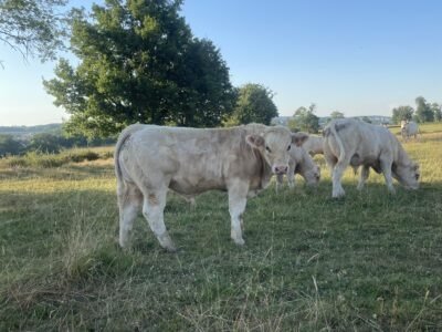 Veaux reproducteur HBC