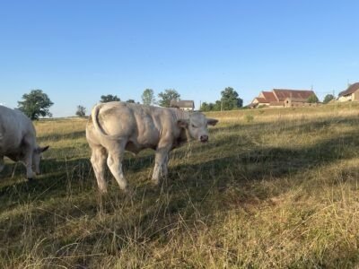 Veaux reproducteur HBC