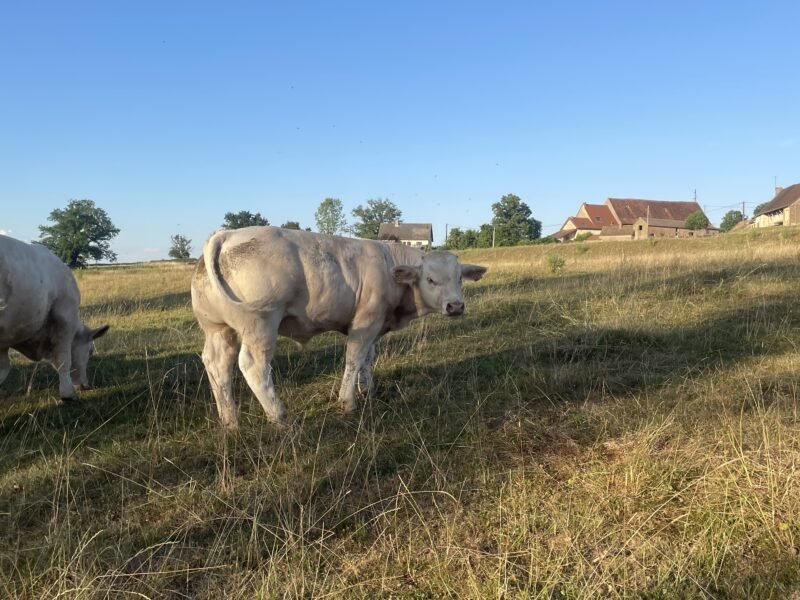 Veaux reproducteur HBC