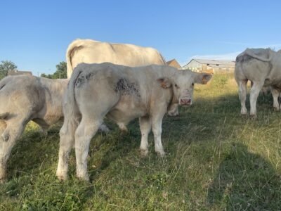 Veaux reproducteur HBC