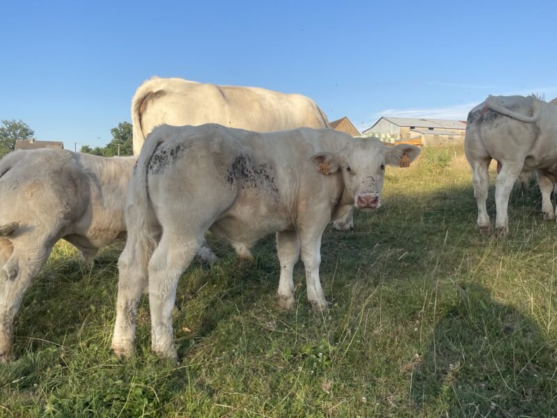 Veaux reproducteur HBC