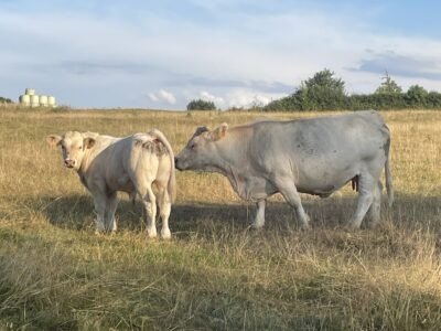 Veaux reproducteur HBC