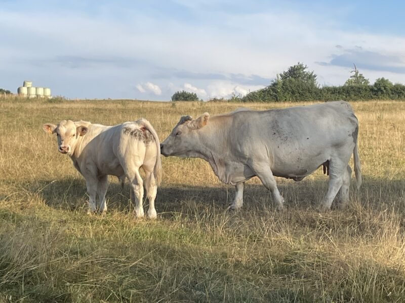 Veaux reproducteur HBC