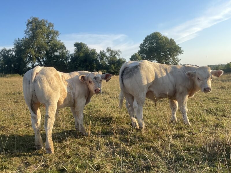 Veaux reproducteur HBC