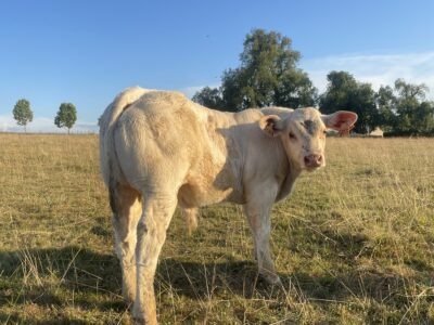 Veaux reproducteur HBC