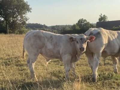 Veaux reproducteur HBC